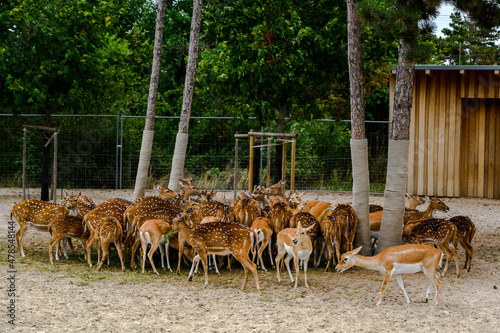 Pack of a Axis spotted chital deer