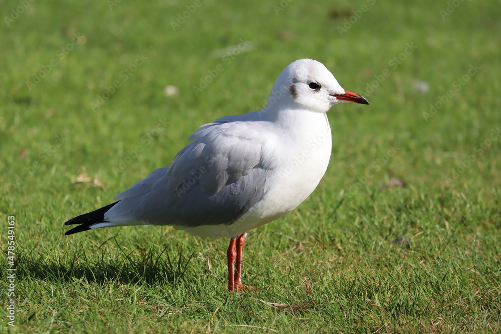 white headed gull white headed gull