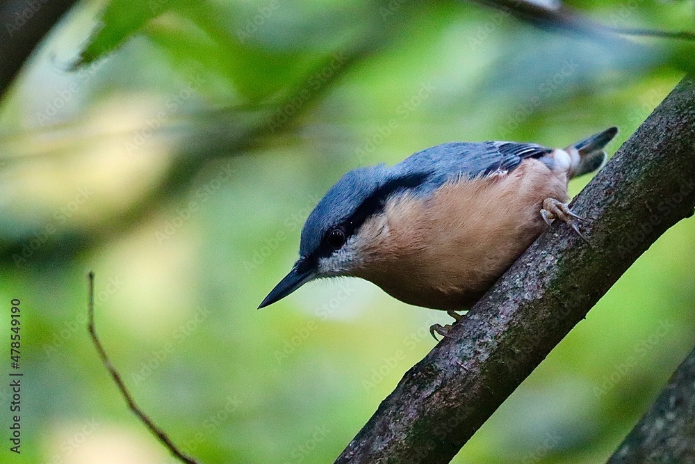 Obraz premium bird on a branch
