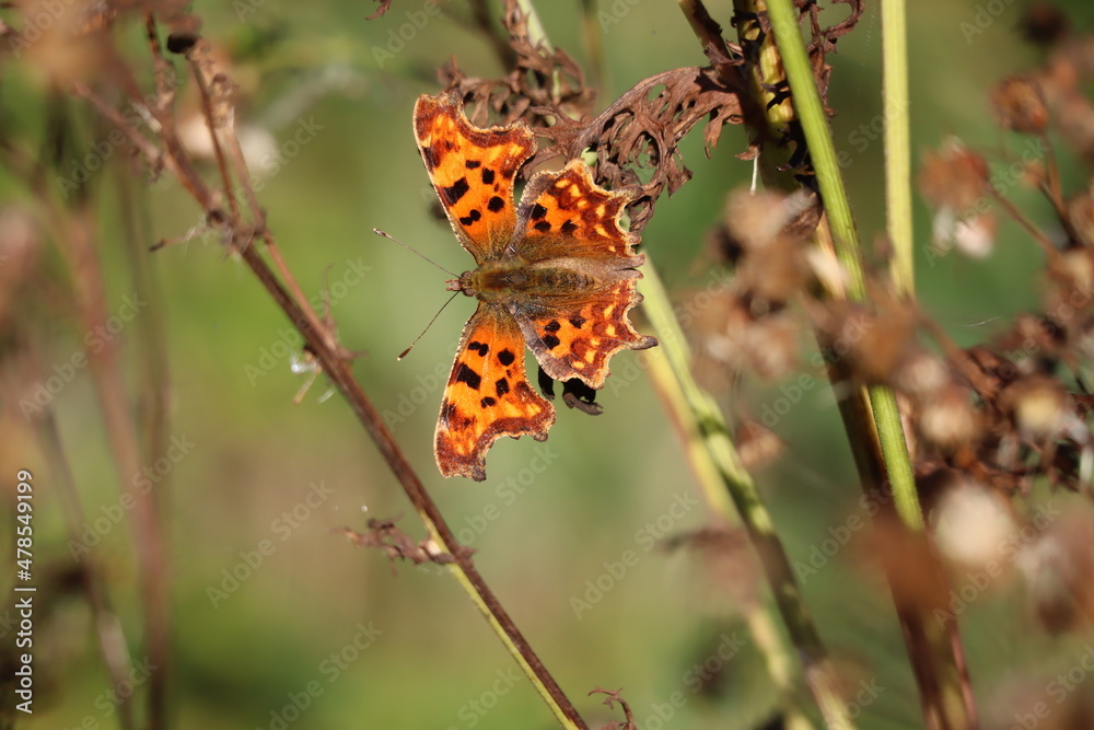 Obraz premium admiral butterfly