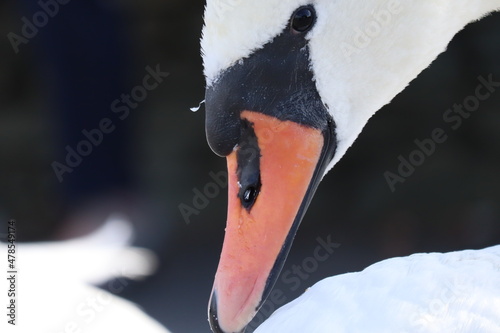 portrait of a swan