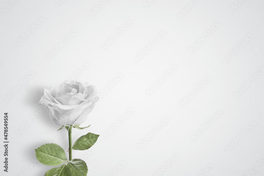 Fototapeta premium Single White rose on a plain background with copy space