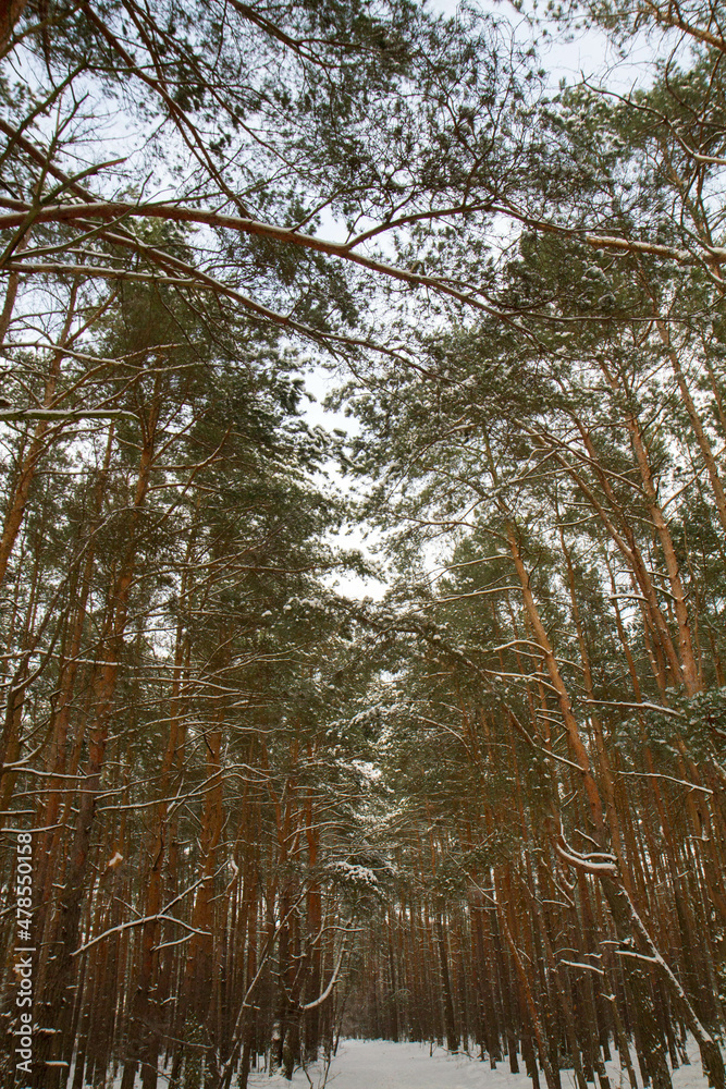 Fototapeta premium Pine forest in winter with lots of fresh snow 