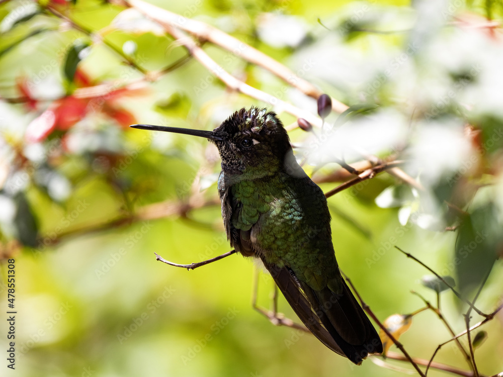Fototapeta premium Violet-headed hummingbird, Klais guimeti, San Gerardo de Dota, Costa Rica.