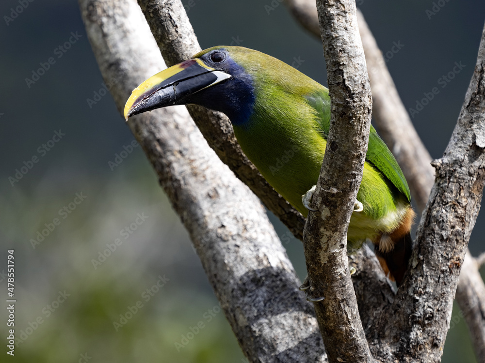 Fototapeta premium The Emerald Toucanet, Aulacorhynchus prasinus, sits on a branch, San Gerardo de Dota, Costa Rica.