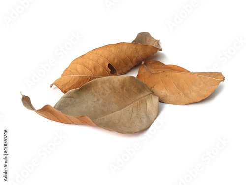 Dry brown bungor leaves with a distorted brown color are placed on a white background. Isolated.