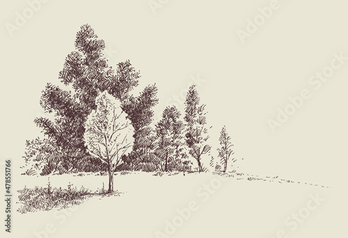 Forest edge sketch. Beautiful woodland hand drawing, nature background