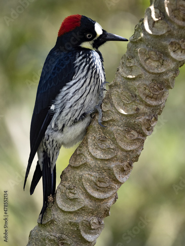 Acorn Woodpecker, Melanerpes formicivorus, looking for food on a dry branch, San Gerardo de Dota, Costa Rica. photo