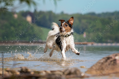 Russell Terrier portrait running in the water on the edge of a lake. The dog has white, black and brown spotted fur.
