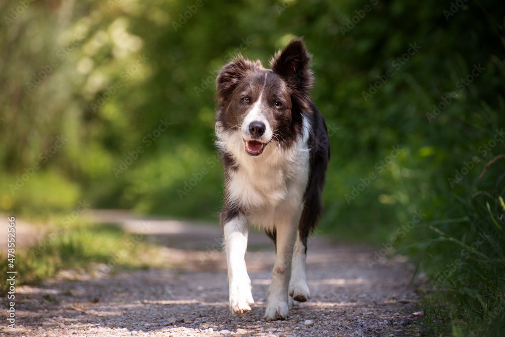 White dark brown border collie with a folded ear is walking on a path surrounded by green summer nature. As he walks, he is raising one forepaw and looking towards the camera