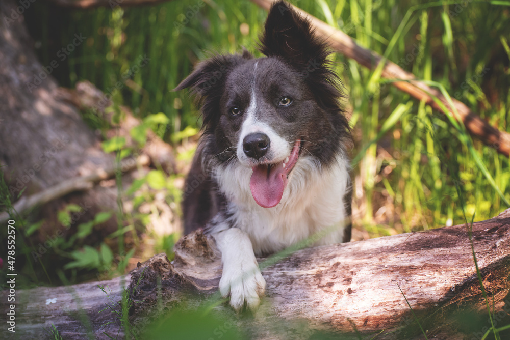 White dark brown border collie with one ear folded open with one paw on a tree trunk in the midst of green nature. The dog looks towards the camera White dark brown border collie with one ear folded open with one paw on a tree trunk in the midst of green nature. The dog looks towards the camera