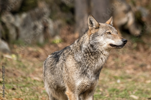Italian wolf  canis lupus italicus  in wildlife center  Uomini e lupi  of Entracque  Maritime Alps Park  Piedmont  Italy 