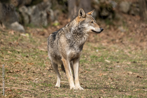 Italian wolf  canis lupus italicus  in wildlife center  Uomini e lupi  of Entracque  Maritime Alps Park  Piedmont  Italy 