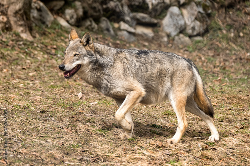 Italian wolf (canis lupus italicus) in wildlife center 