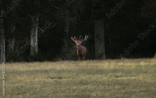 cerf de chambord
