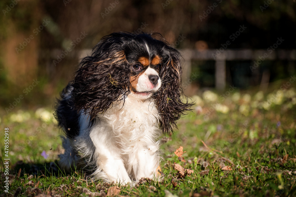 Cavalier King Charles Spaniel purebred plays and runs in the garden in the green meadow. Three colored little dog with floppy ears flying around when running. Cavalier King Charles Spaniel purebred plays and runs in the garden in the green meadow. Three colored little dog with floppy ears flying around when running.