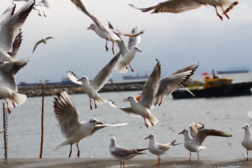 Obraz premium seagulls in flight