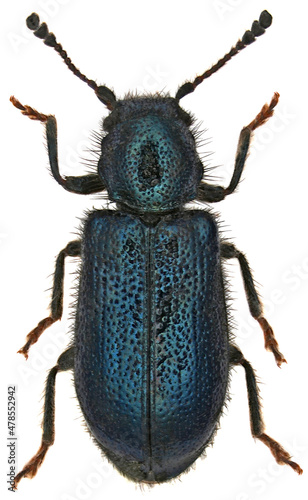 Photography Korynetes caeruleus also known as the steely blue beetle is a predatory beetle i