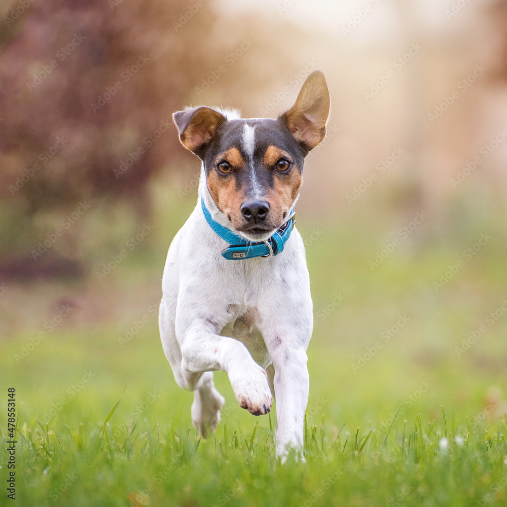 Jack russel terrier from the front while running, lifts one paw. The white dog has a three color face, light brown black and white. One ear is folded in.