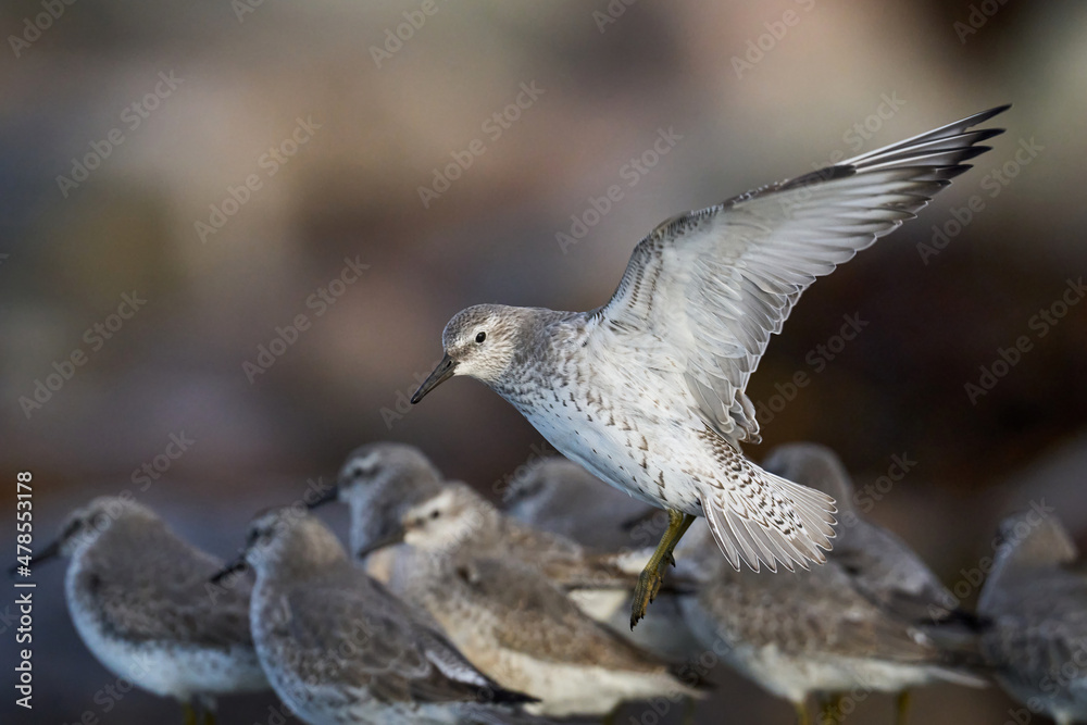 Obraz premium Red knot (Calidris canutus)