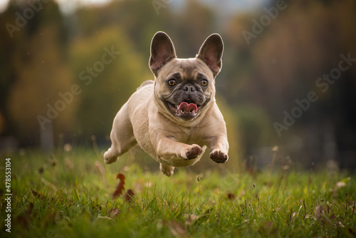 Flying French Bulldog in the grass with a beaming face. Purebred dog while running with stretched paws and laughing mouth. Close up photo