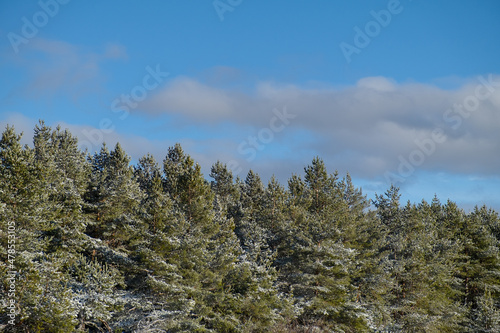 Coniferous forest in winter texture. Mountain winter landscape with snow-covered trees. Natural background of snowy fir trees. Fabulous atmospheric natural atmosphere. Horizontal banner of pine tops