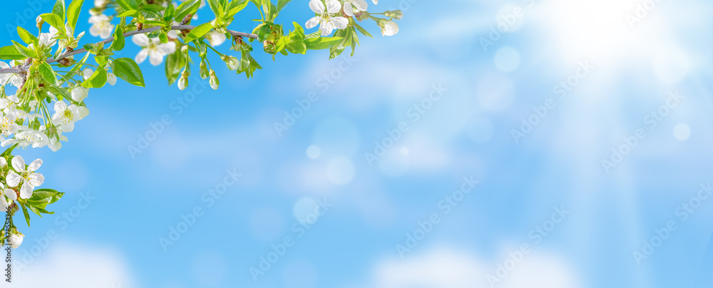 Spring background of cherry tree blossom on blue sky. Copy space, selective focus.