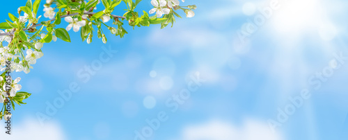 Billede på lærred Spring background of cherry tree blossom on blue sky
