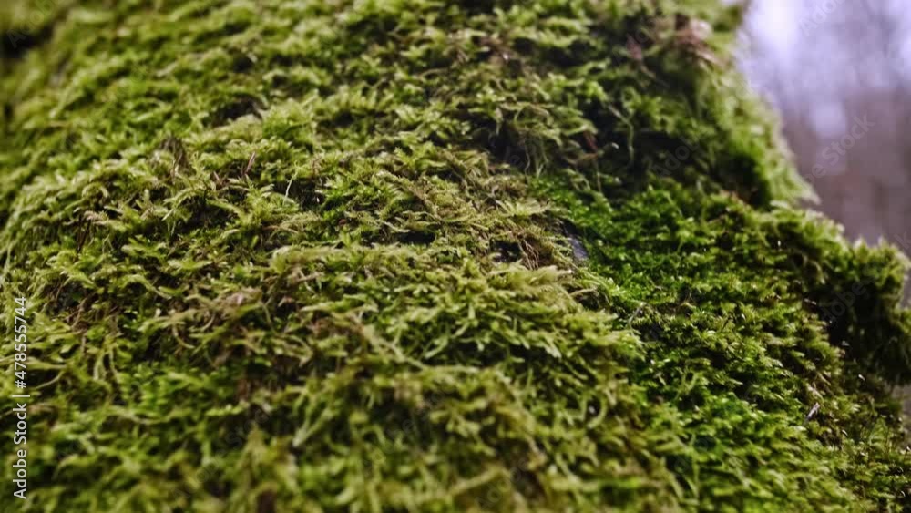 Thick Vivid Green Moss Growing on Tree Bark Thick Vivid Green Moss Growing on Tree Bark
