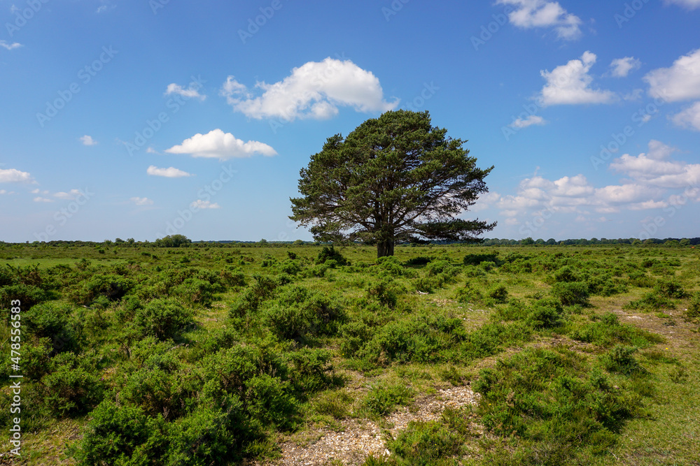 Beautiful open land with a single tree. Blue sky over lush grassland and ferns. Explore and outdoor adventure concept
Beautiful open land with a single tree. Blue sky over lush grassland and ferns. Explore and outdoor adventure concept