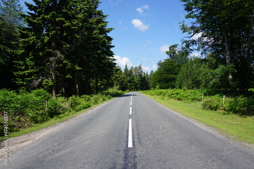 road to nowhere concept. Road trip through the forest.  view along middle of empty forest road on sunny day. Going forward in life.  © Paul Cartwright