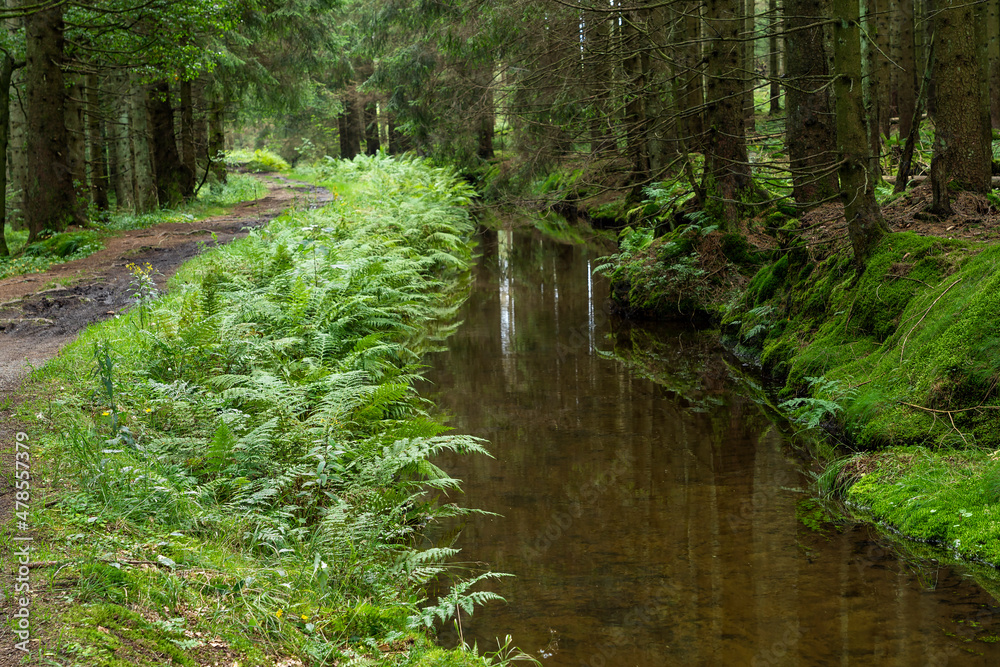 Alter Dammgraben bei Clausthal-Zellerfeld im Harz Alter Dammgraben bei Clausthal-Zellerfeld im Harz