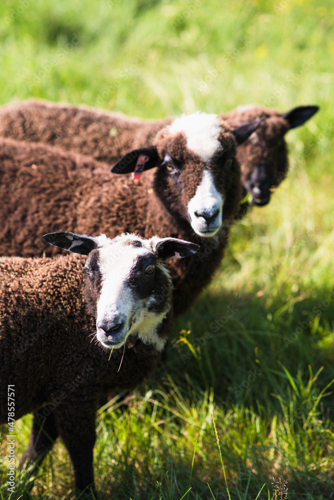 Domestic Sheep outside in summer on New England free range farm Domestic Sheep outside in summer on New England free range farm