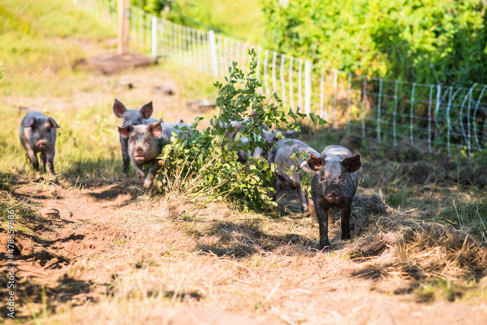 Pigs outside in summer on New England free range farm Pigs outside in summer on New England free range farm