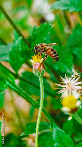 BEE AND PLANT IN THE CENTER OF THE PICTURE