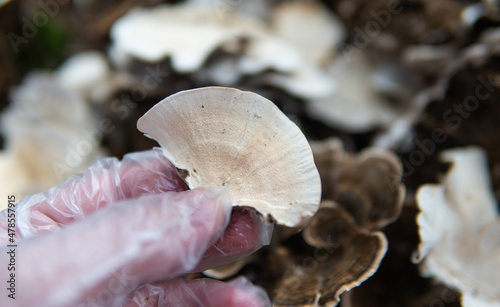  Medicinal mushroom Trametes multicolor. Mushroom consumption cu