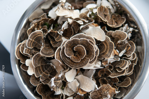 Coriolus versicolor is a medicinal tinder fungus. Exploring the  photo