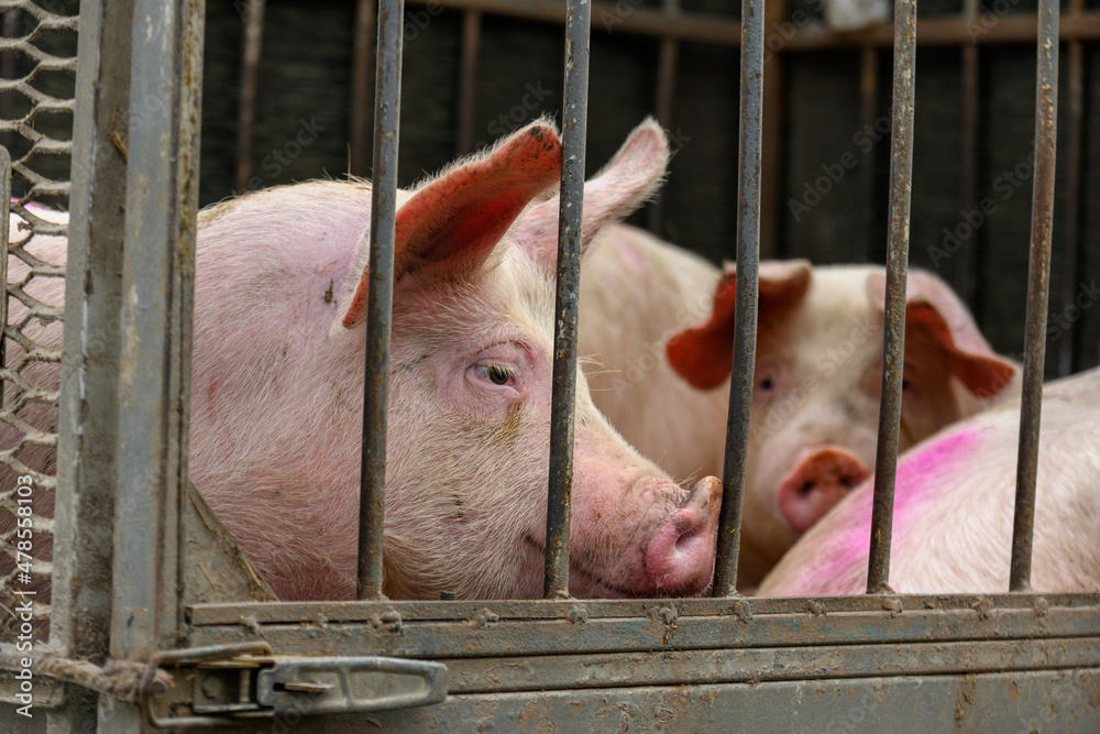 Pig on the farm behind bars
Pig on the farm behind bars