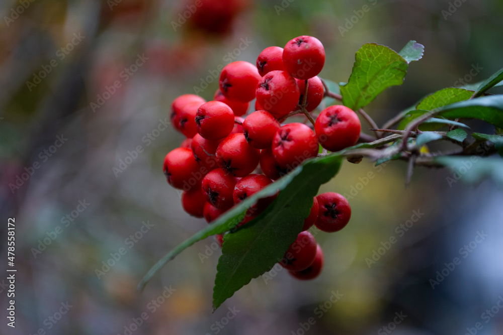 Closeup photo of red ripe Rowan in autumn Closeup photo of red ripe Rowan in autumn