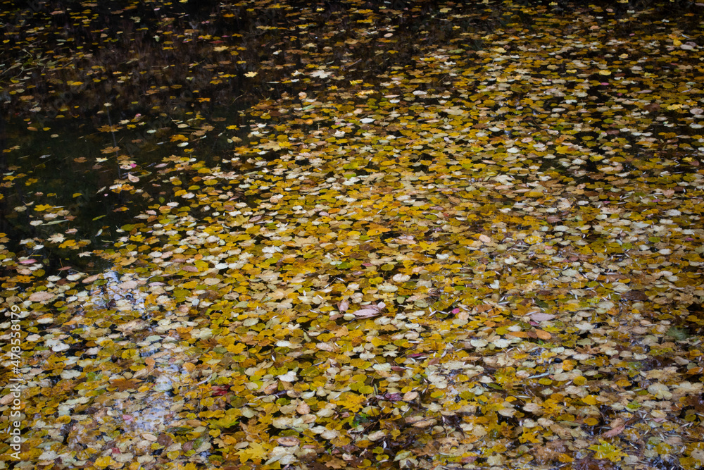 Autumn leaves floating on lake Autumn leaves floating on lake