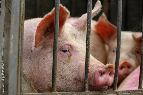 Pig on the farm behind bars 