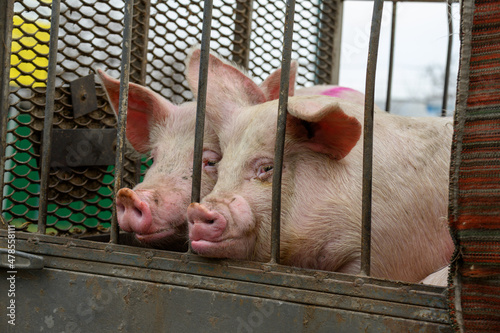 Pig on the farm behind bars

