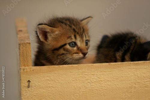 salvador, bahia, brazil - august 18, 2007: Kittens seen in Salvador city. photo