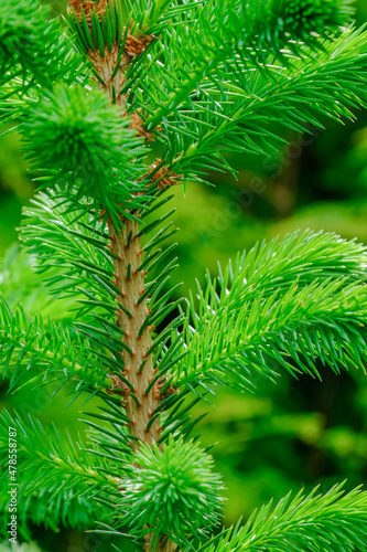 Close up view of a fir tree trunk with a young green needle. Young evergreen coniferous tree.