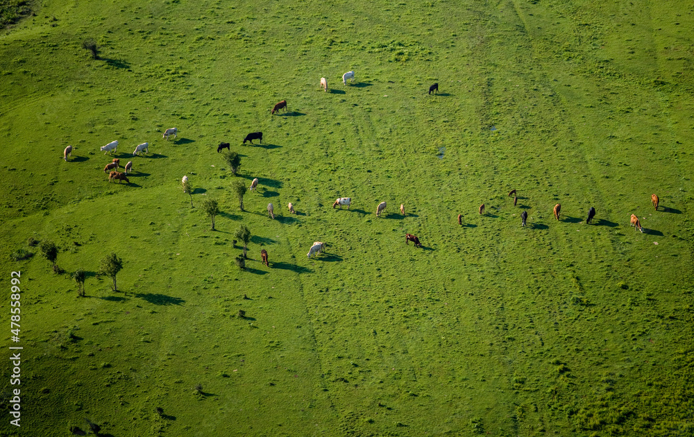 Cattle Farm Quebec Canada