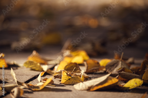 Bright yellow linden leaves lie on the ground. Fallen bright yellow linden leaves lie on a path in a park lit by the morning sun.