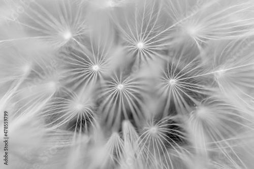 Black and white of dandelion puff ball. Geometric design in nature © Barbara