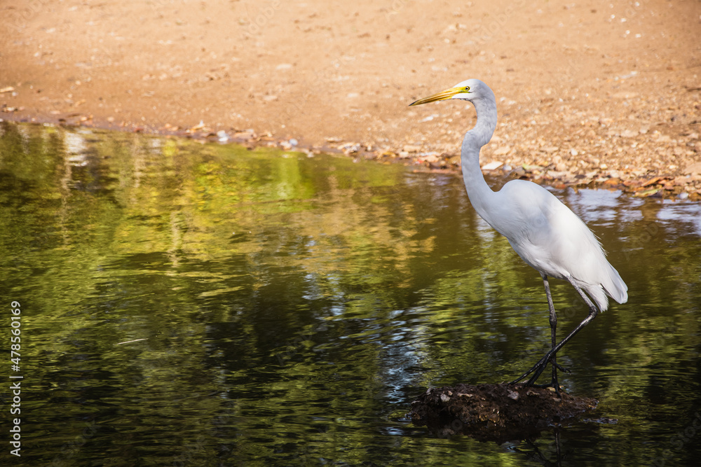 Naklejka premium Great egret, Ardea alba