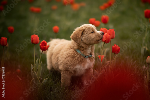 a puppy in a flower field photo
