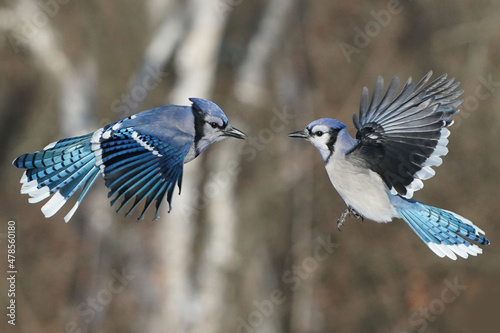 Leinwand Poster Blue Jays fighting over food at feeder flapping and fighting and scrapping on be